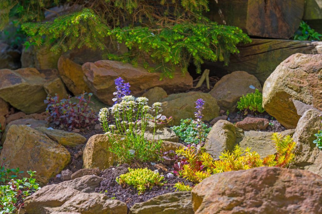 Stylish Rockery: What Plants To Plant