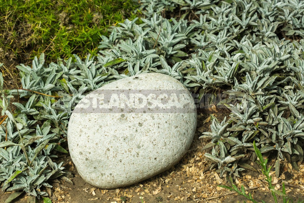 Stylish Rockery: What Plants To Plant