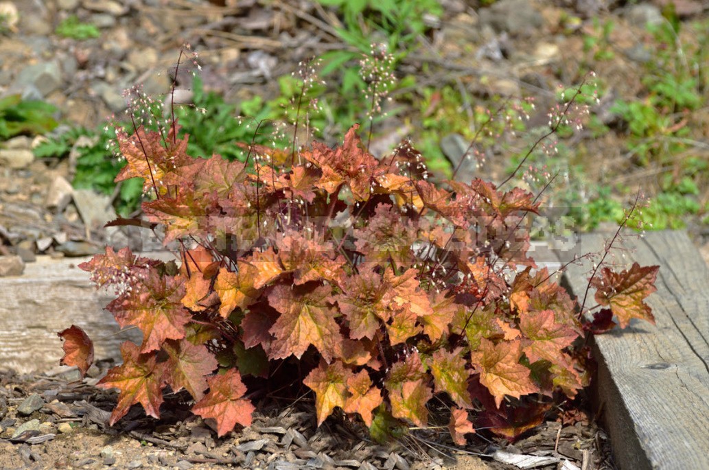 Stylish Rockery: What Plants To Plant