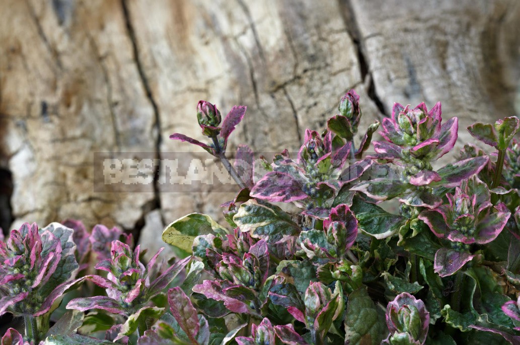 Stylish Rockery: What Plants To Plant