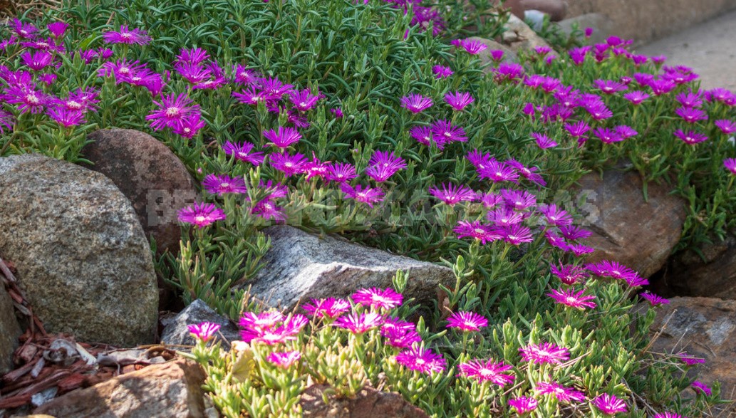 Stylish Rockery: What Plants To Plant