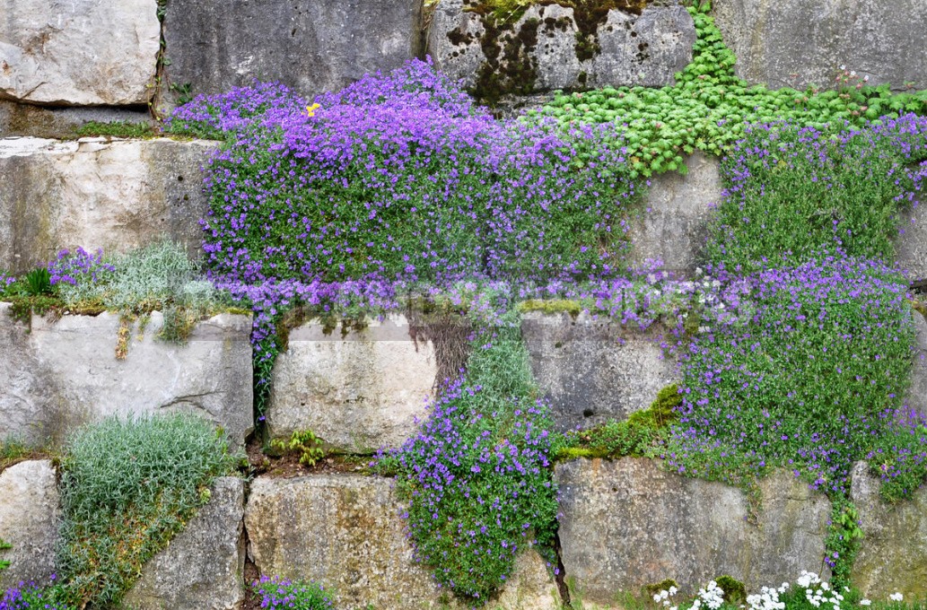 Stylish Rockery: What Plants To Plant