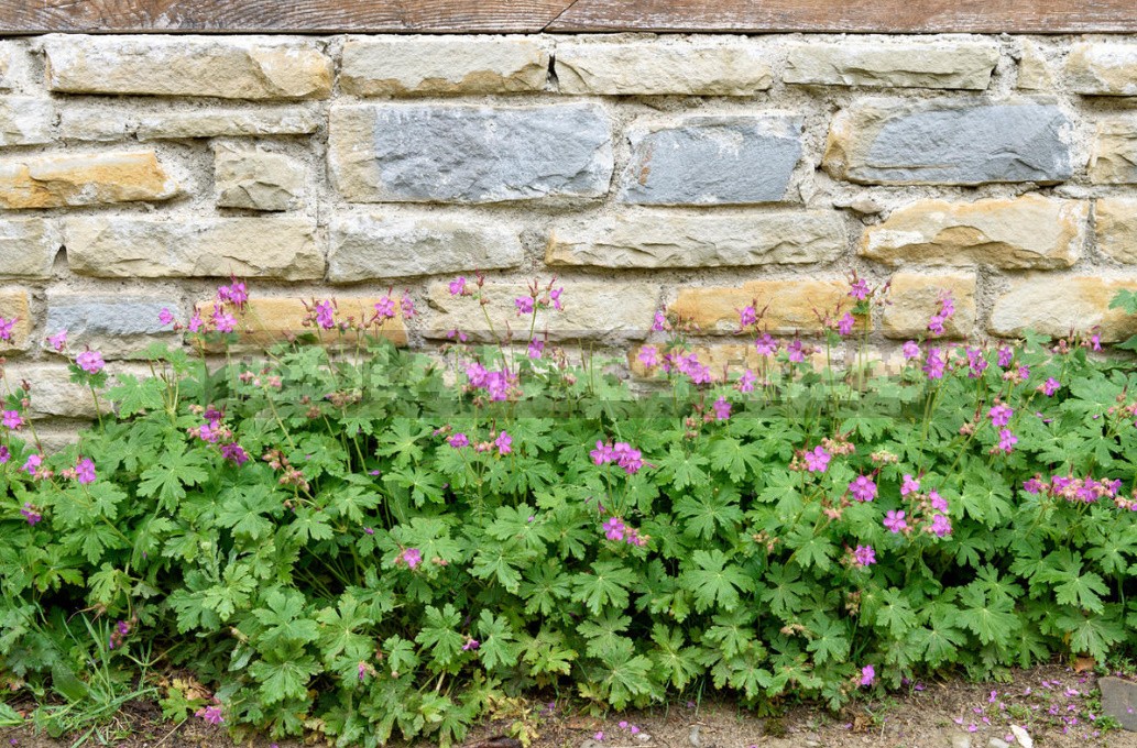 Stylish Rockery: What Plants To Plant