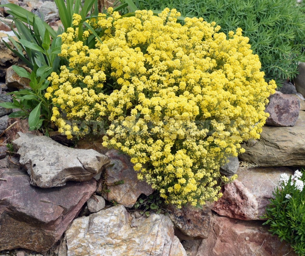 Stylish Rockery: What Plants To Plant