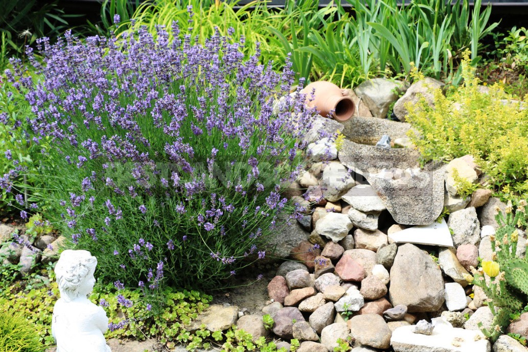 Stylish Rockery: What Plants To Plant