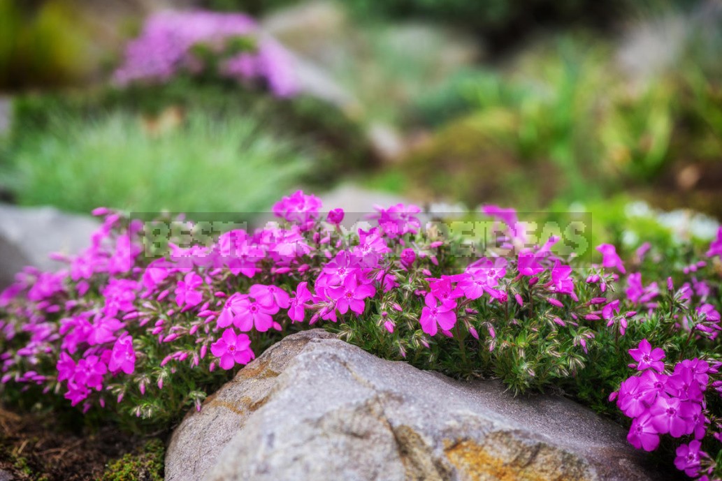 Stylish Rockery: What Plants To Plant