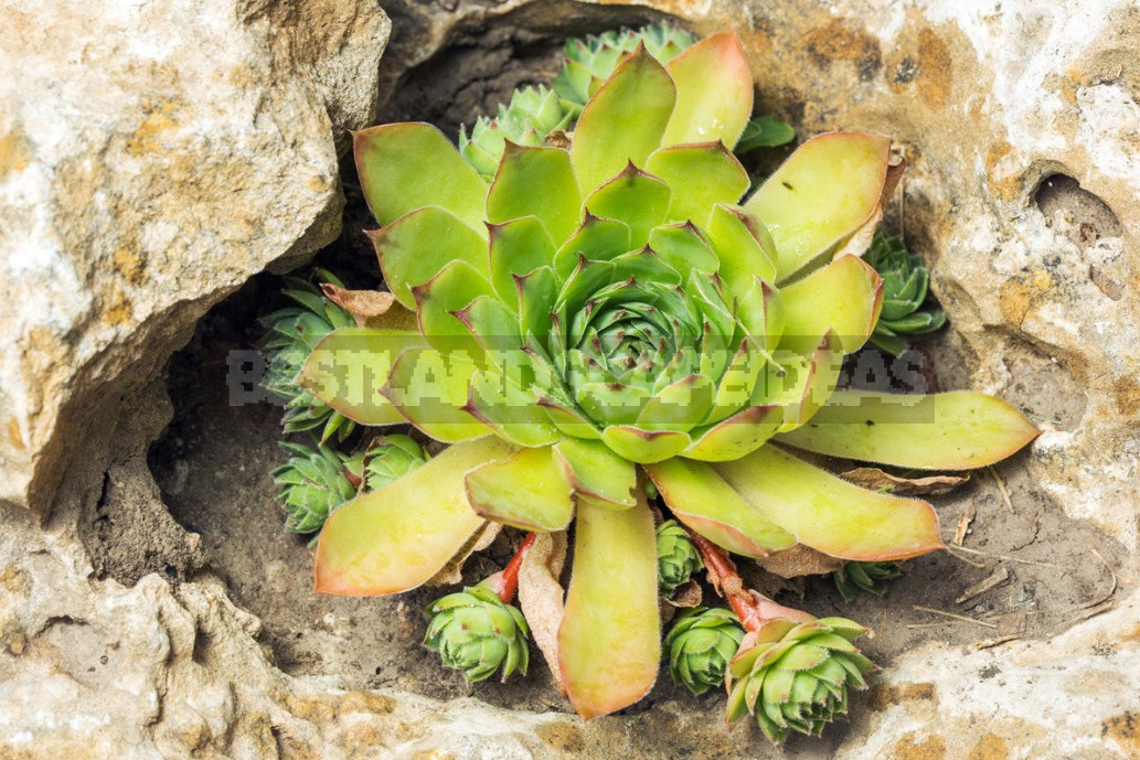 Stylish Rockery: What Plants To Plant