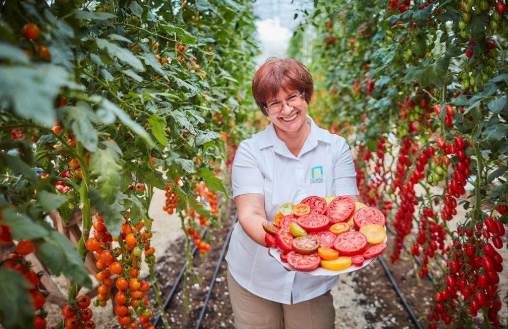 The Main Components of a Good Harvest of Tomatoes