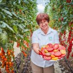 The Main Components of a Good Harvest of Tomatoes
