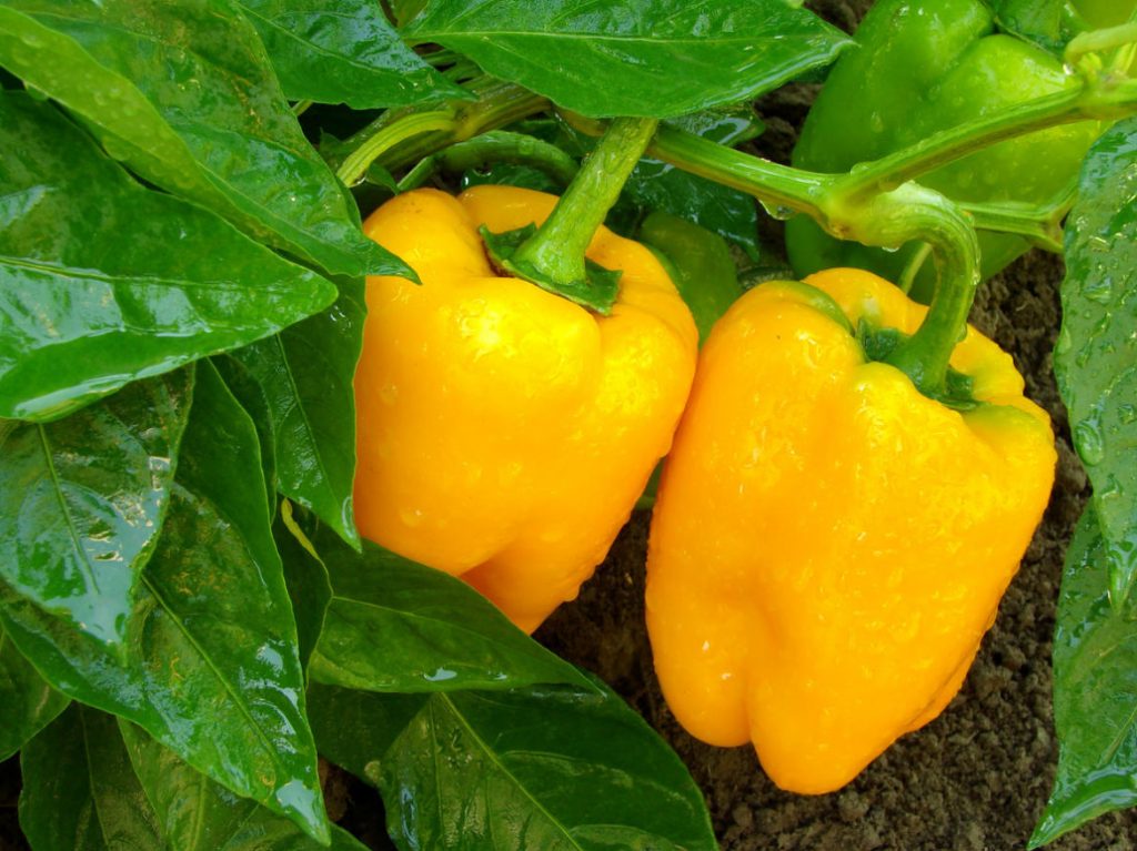 The Main Problems When Growing Peppers: How To Identify And Cure All Diseases
