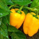 The Main Problems When Growing Peppers: How To Identify And Cure All Diseases