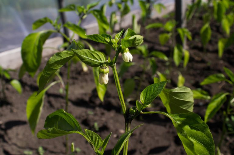 The Main Problems When Growing Peppers How To Identify