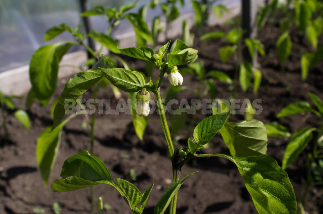 The Main Problems When Growing Peppers: How To Identify And Cure All Diseases