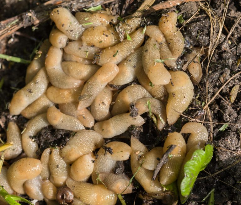 The Main Problems When Growing Peppers How To Identify And Cure All