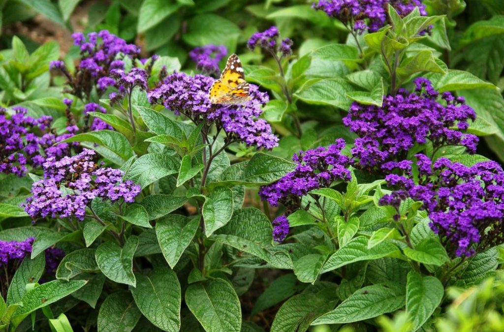 Time-Tested: Which Vintage Fragrant Flowers Are Now Back In Fashion
