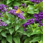 Time-Tested: Which Vintage Fragrant Flowers Are Now Back In Fashion
