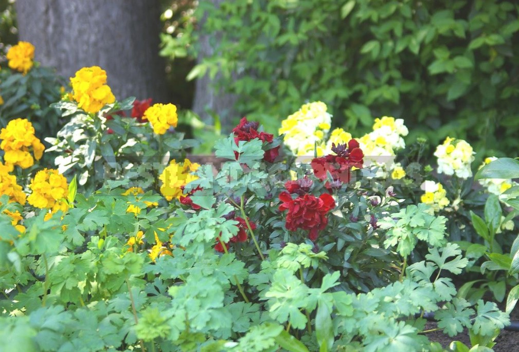 Time-Tested: Which Vintage Fragrant Flowers Are Now Back In Fashion