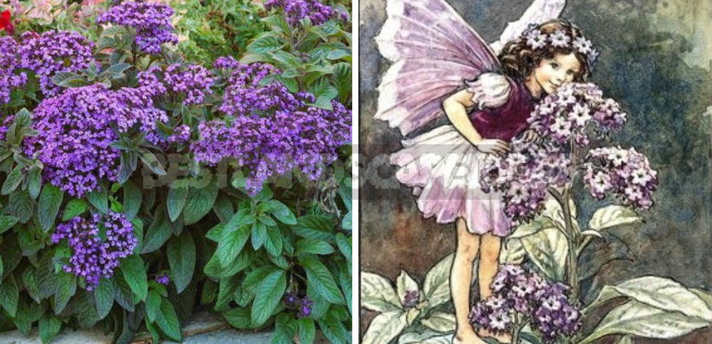 Time-Tested: Which Vintage Fragrant Flowers Are Now Back In Fashion