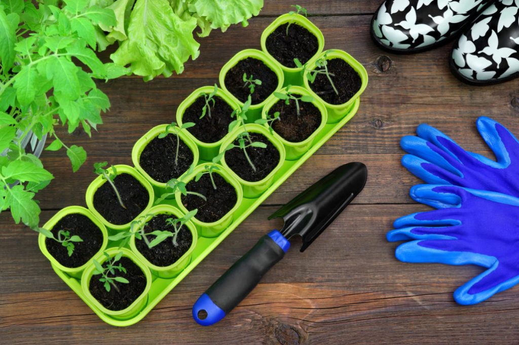 When And How To Sow Early Tomatoes: Sharing Our Secrets
