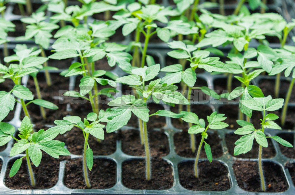 When And How To Sow Early Tomatoes: Sharing Our Secrets