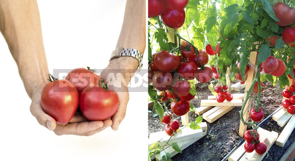 When And How To Sow Early Tomatoes: Sharing Our Secrets