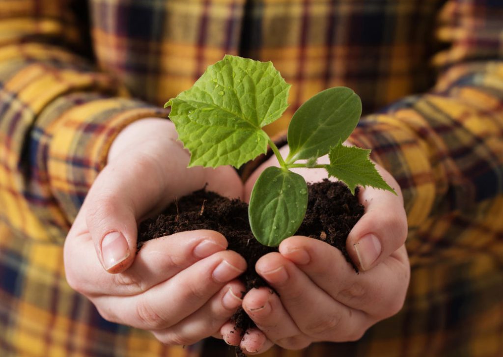 3 Unusual Ways of Sowing Cucumbers. Are They Really Effective