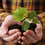 3 Unusual Ways of Sowing Cucumbers. Are They Really Effective