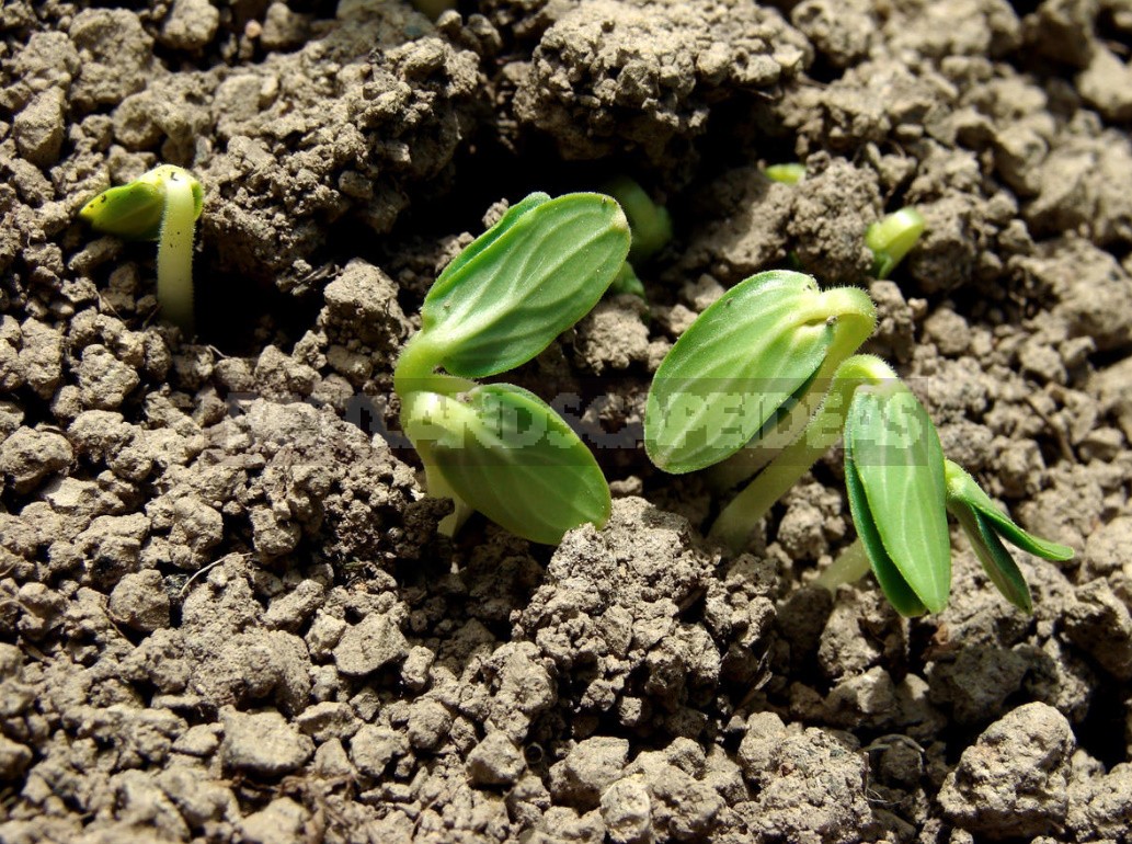 3 Unusual Ways of Sowing Cucumbers. Are They Really Effective