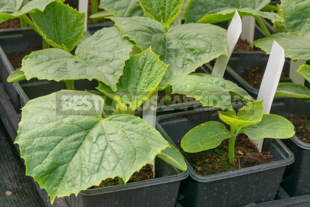 3 Unusual Ways of Sowing Cucumbers. Are They Really Effective