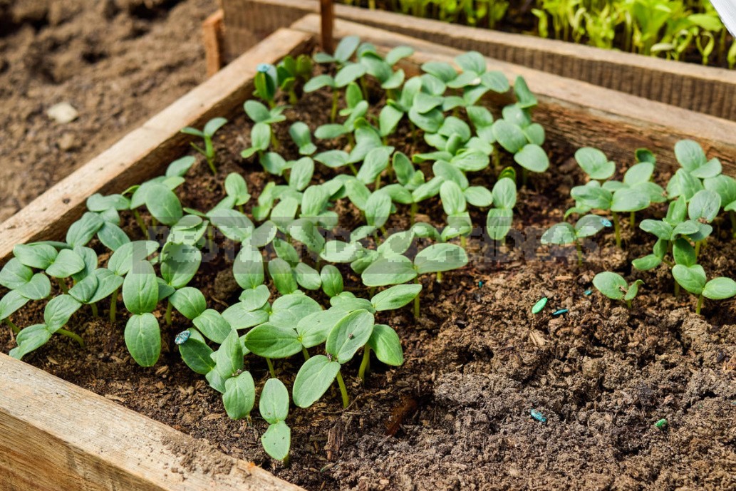 3 Unusual Ways of Sowing Cucumbers. Are They Really Effective