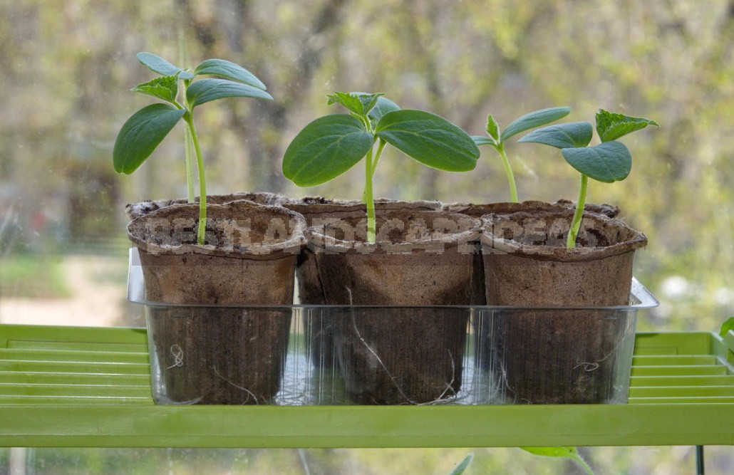 3 Unusual Ways of Sowing Cucumbers. Are They Really Effective