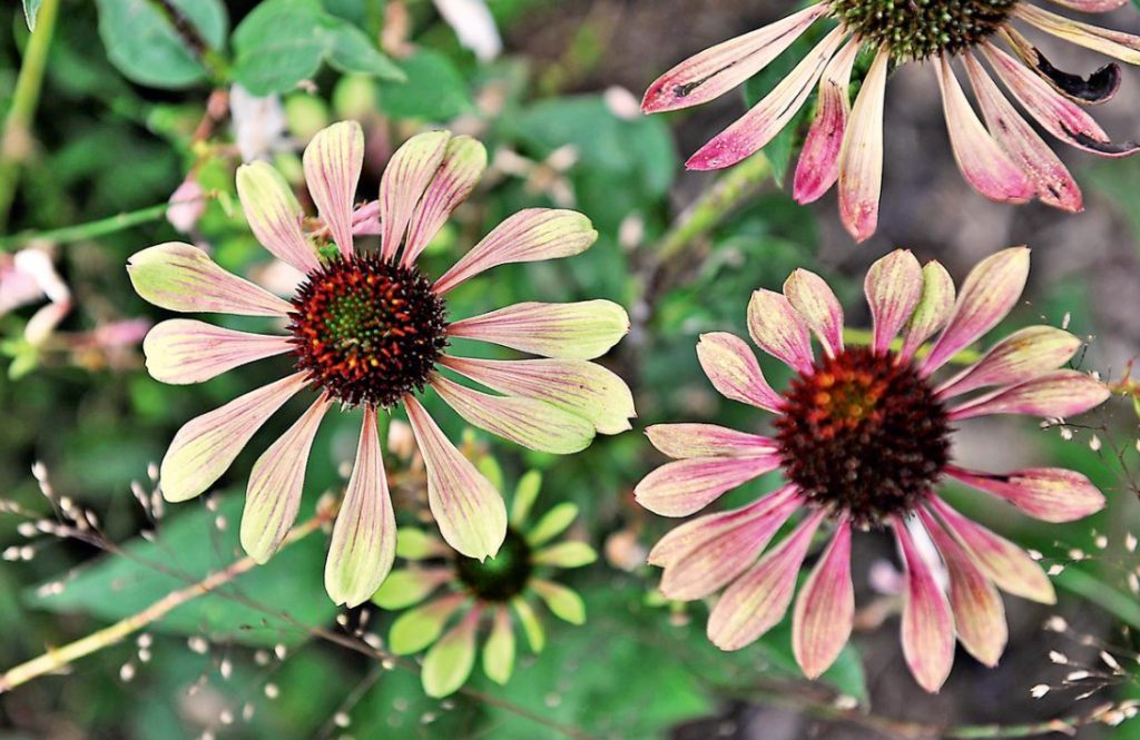 A Few Ideas That Will Make The Garden Beautiful (Part 2)