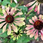 A Few Ideas That Will Make The Garden Beautiful (Part 1)