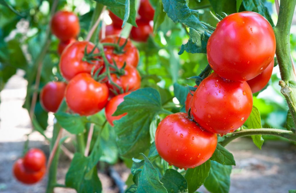 A Simple Way To Grow Tomatoes Without Extra Effort And Expense