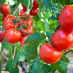 A Simple Way To Grow Tomatoes Without Extra Effort And Expense
