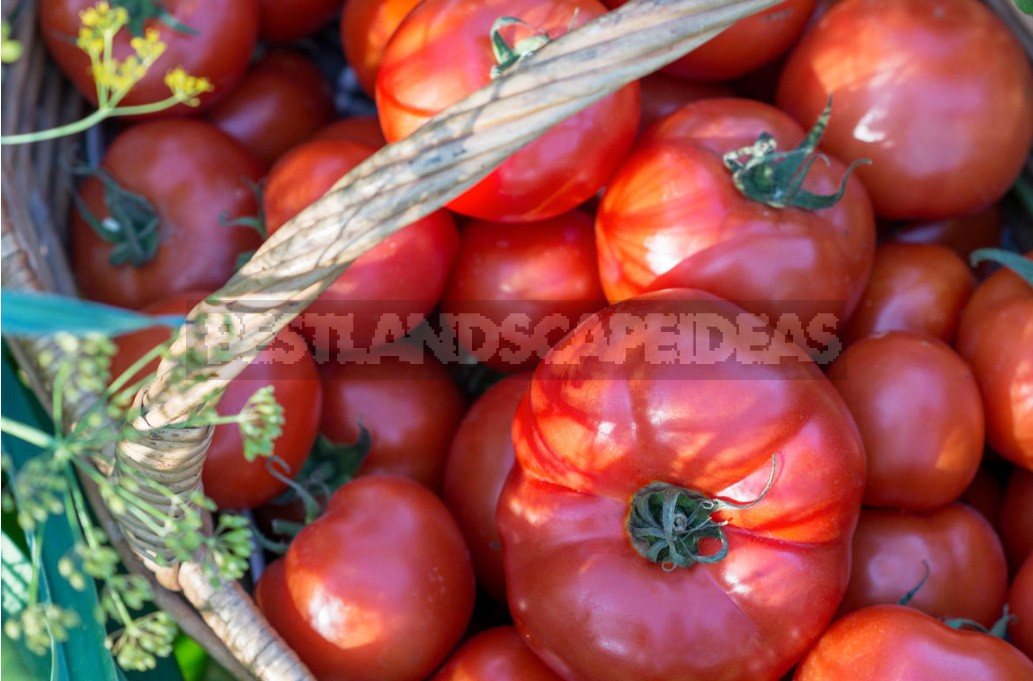 A Simple Way To Grow Tomatoes Without Extra Effort And Expense