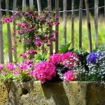 Annual Flowers: Growing And Using In The Garden (Part 1)