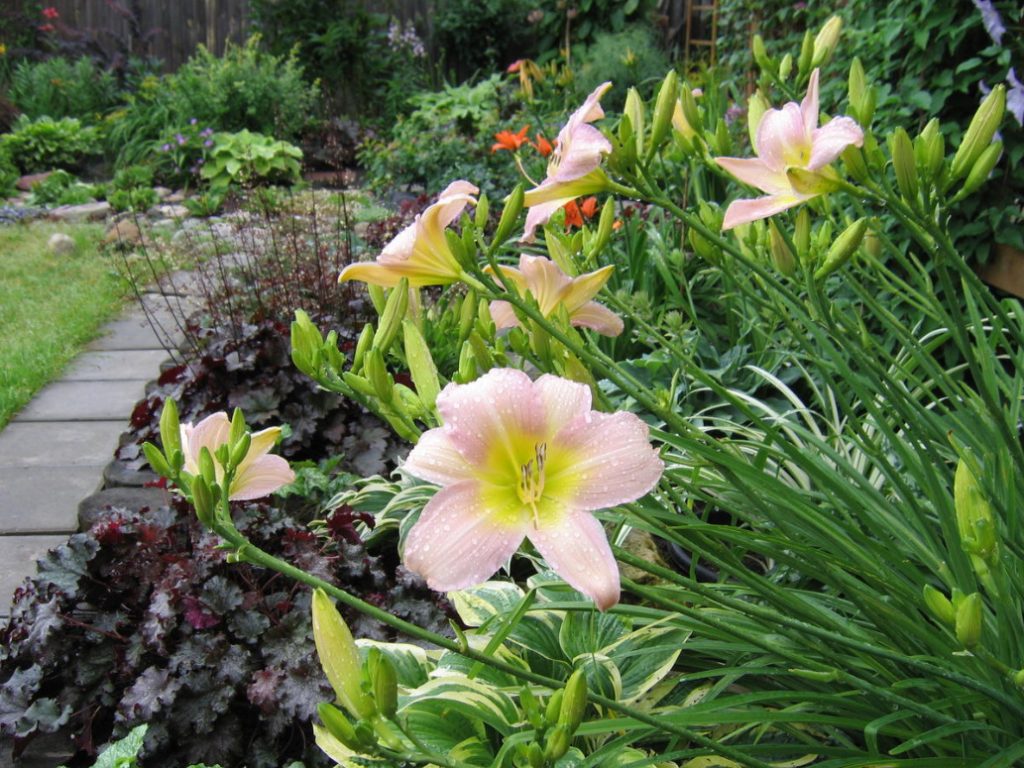 Daylilies In Garden Design