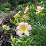 Daylilies In Garden Design