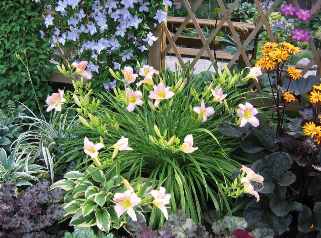 Daylilies In Garden Design Best Landscape Ideas