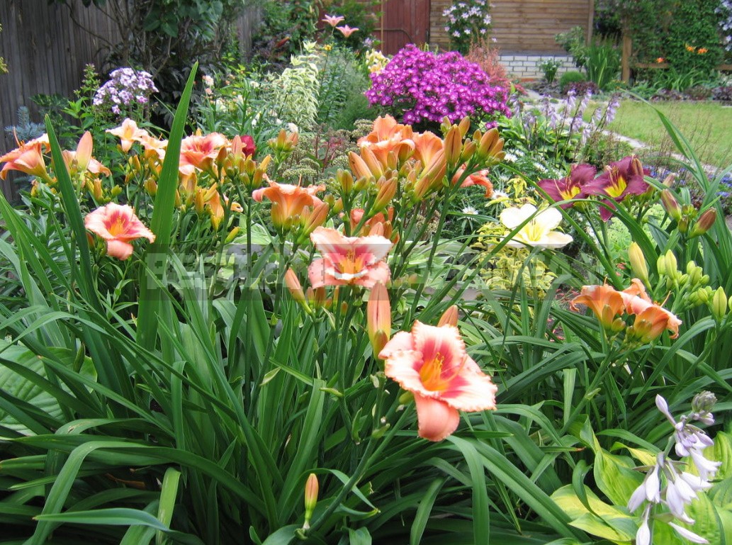 Daylilies In Garden Design