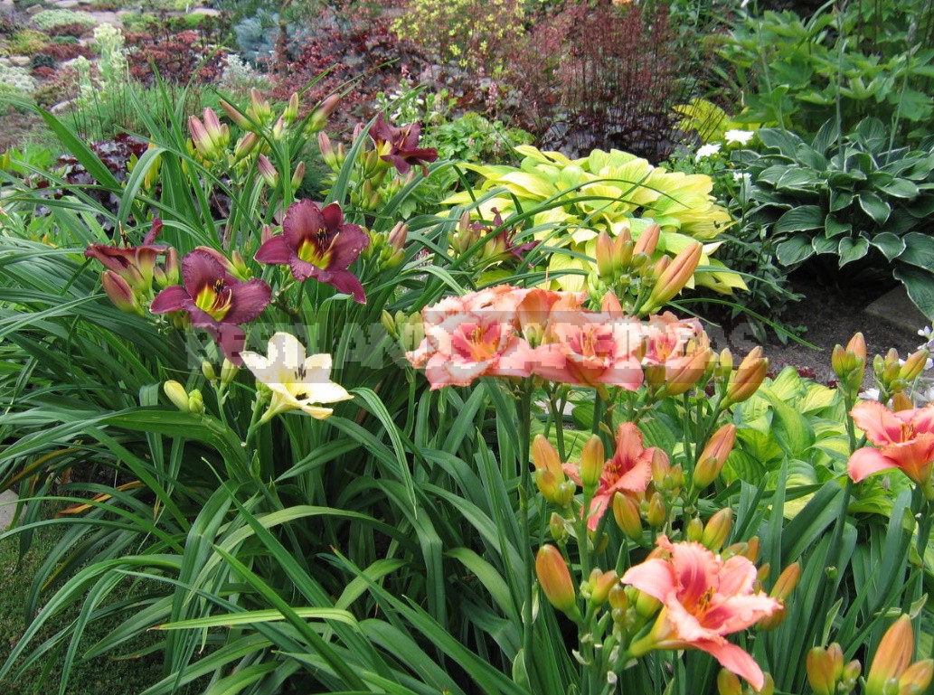 Daylilies In Garden Design