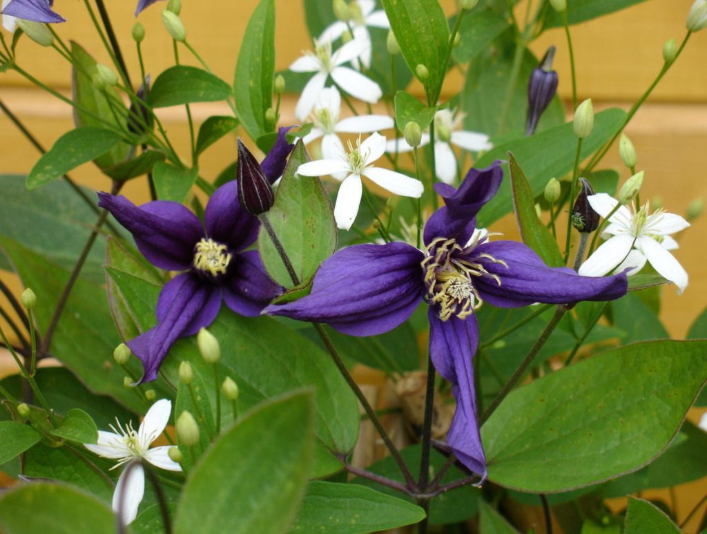 Favorite Varieties Of Clematis – The Opinion Of The Collector