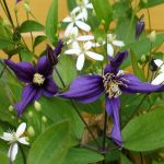 Favorite Varieties Of Clematis – The Opinion Of The Collector