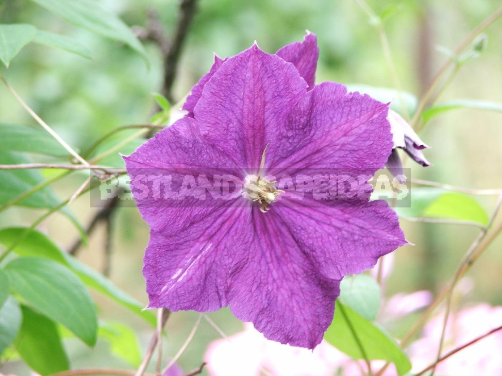 Favorite Varieties Of Clematis - The Opinion Of The Collector