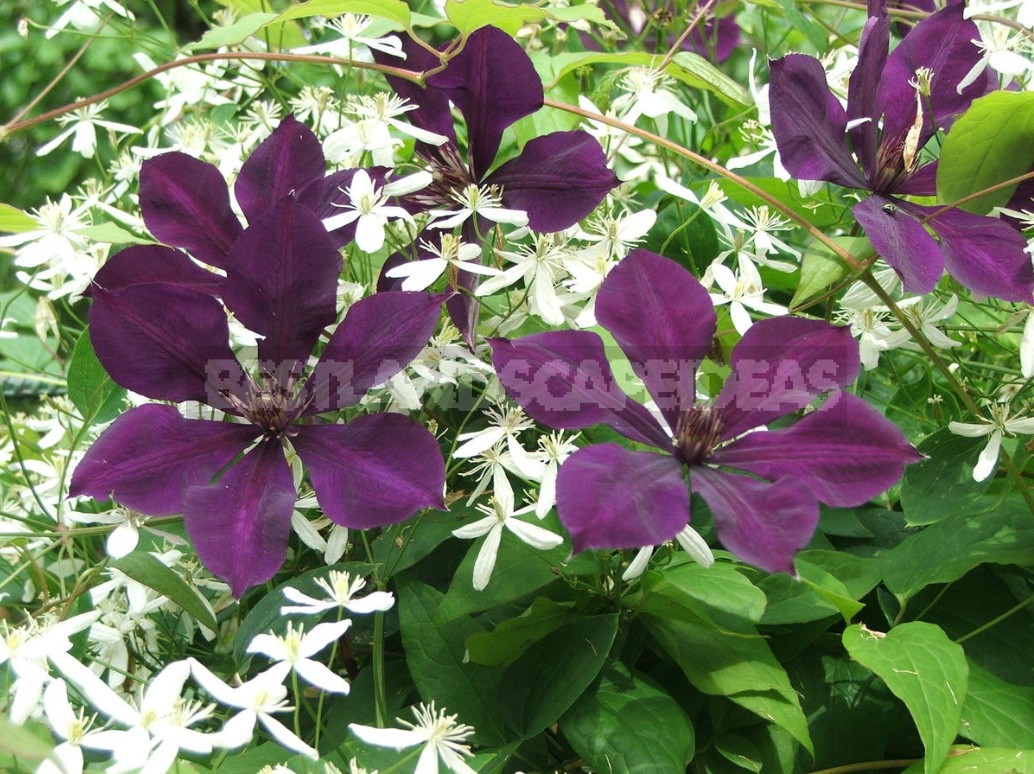 Favorite Varieties Of Clematis - The Opinion Of The Collector