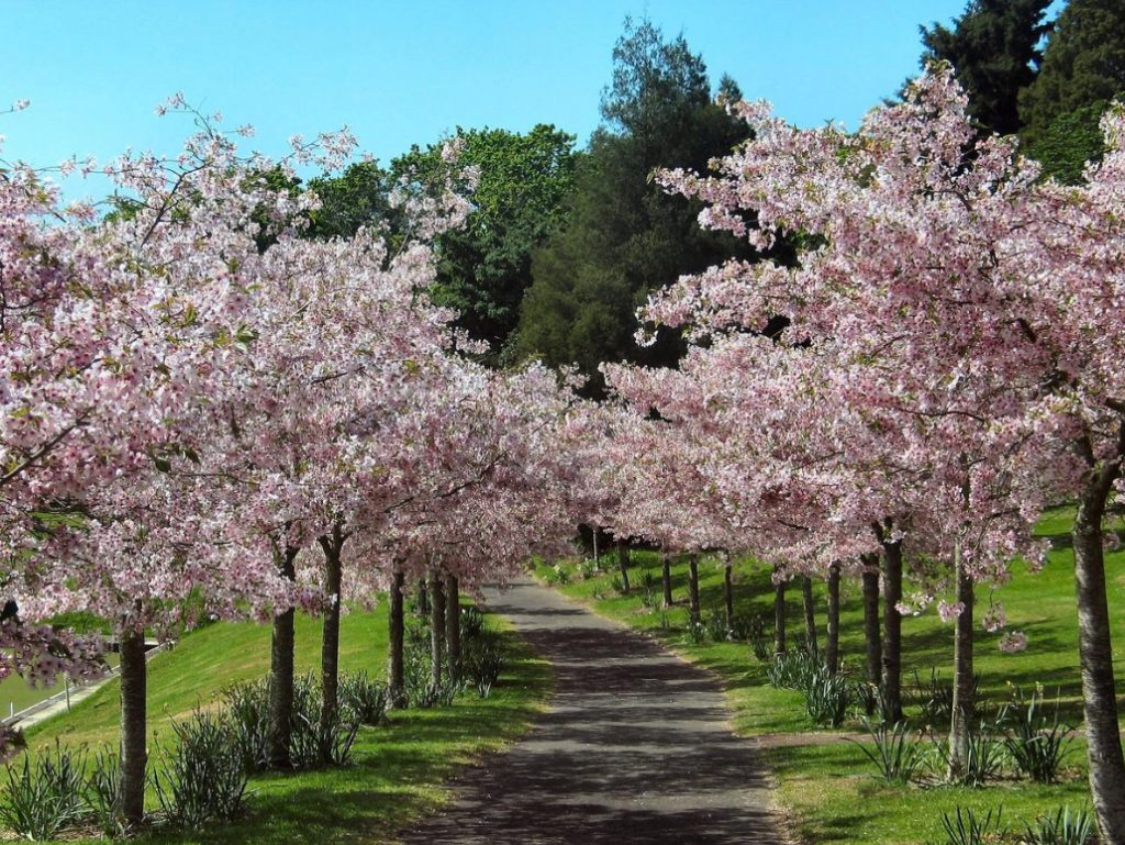 Flowers In The Orchard: What You Can Plant And How To Care For (Part 1)