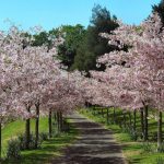 Flowers In The Orchard: What You Can Plant And How To Care For (Part 1)
