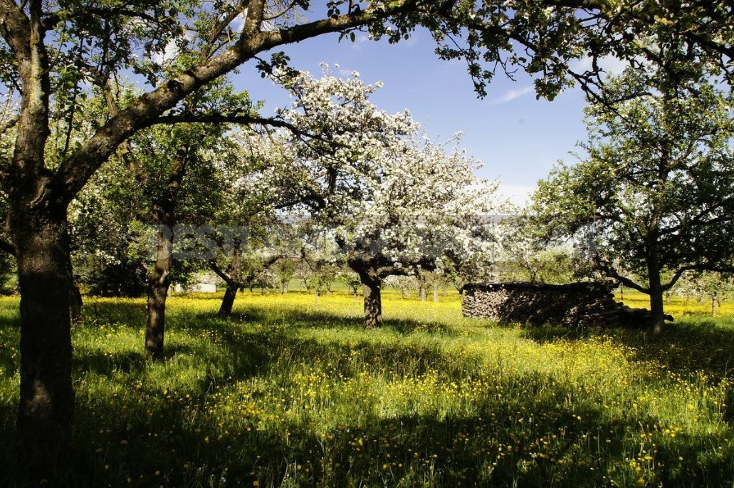 Flowers In The Orchard: What You Can Plant And How To Care For (Part 1)