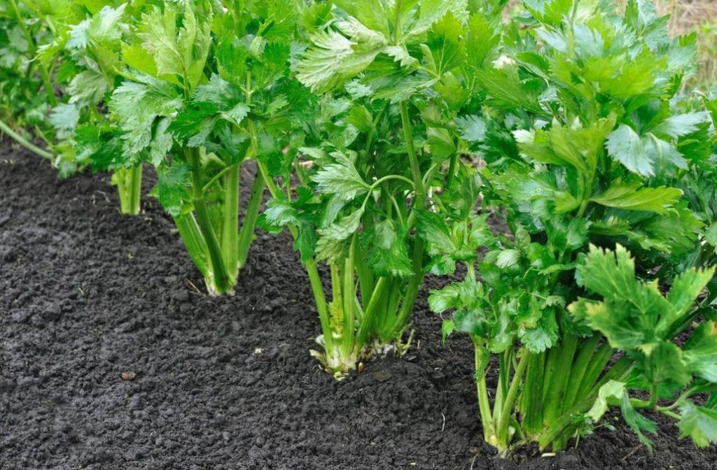 Growing Celery - Best Landscape Ideas